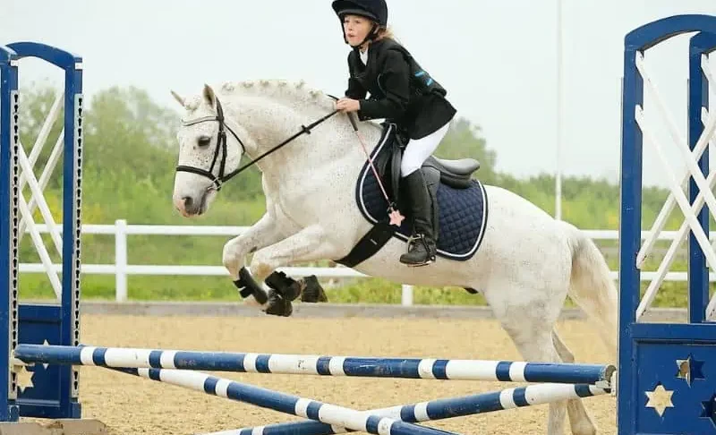Best Horse Breeds For Eventing (With Pictures and Pricing)