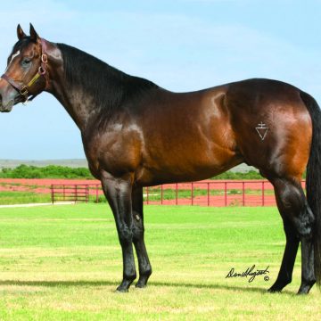 Grade 1 Performer and Grade 1 Stakes Sire Captain Courage Euthanized
