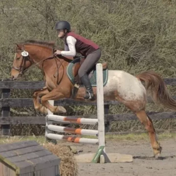 Horse Jumping 101: Best Tips For Beginners