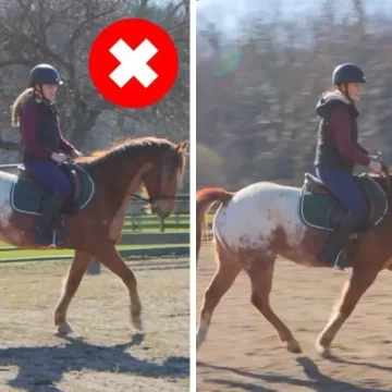 Getting Your Horse on the Bit: Step-By-Step Guide
