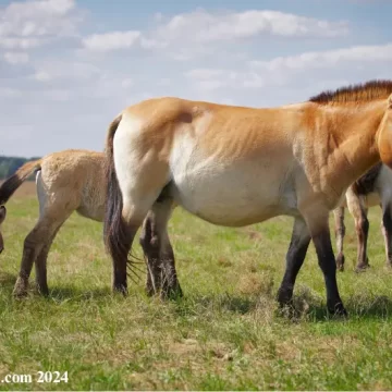 Horse Breeds History