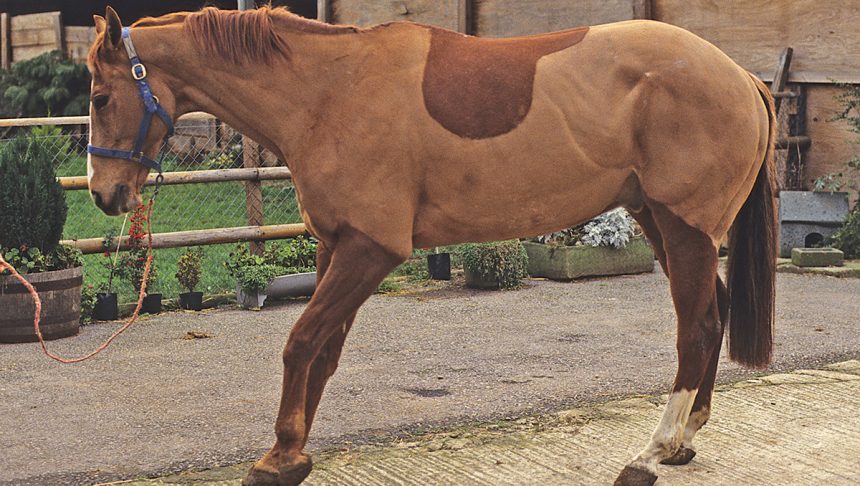 A horse with severe laminitis or founder rocking back