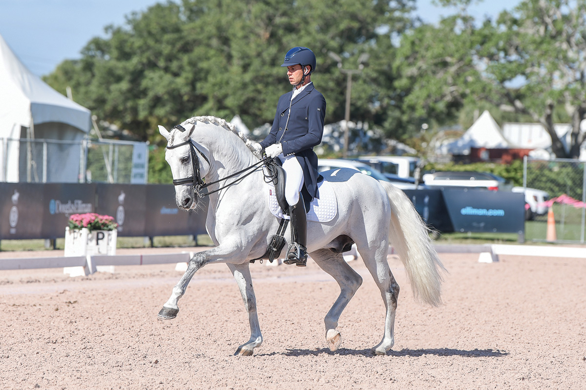 A gray Lusitano horse performing dressage