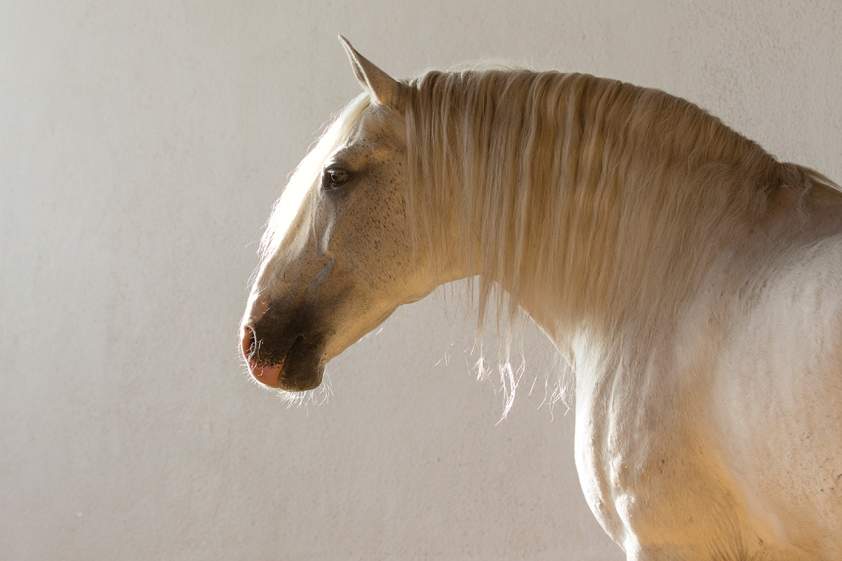 An artistic shot of a Lusitano horse