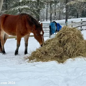 Horse Winter Coats: How & Why They Grow Them