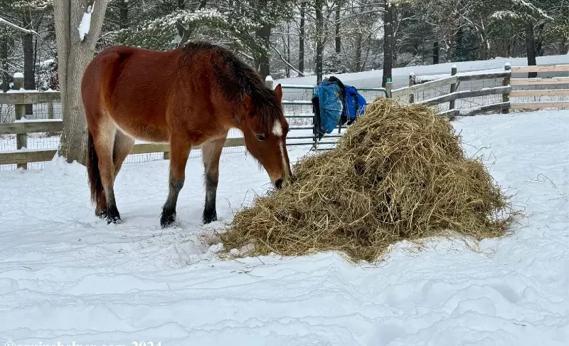 Horse Winter Coats: How & Why They Grow Them