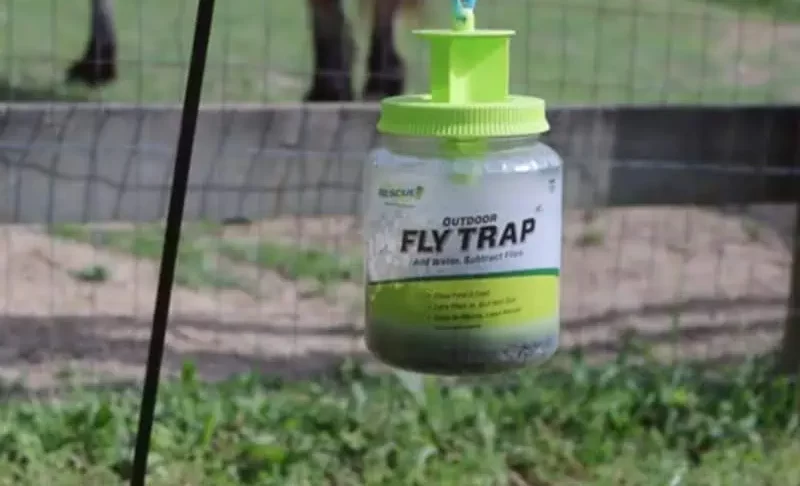 Testing DIY Fly Repellant Remedies for Horses